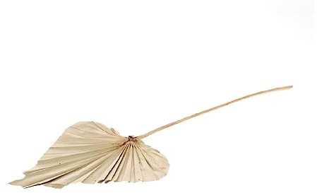 Palmenblatt 'Speer', groß, Breite ca. 20-25cm, Länge ca. 45-60cm | Palm Spear Mini | Palmenblatt | Palmenwedel | Palmenzweig | Beachbar-Deko | Beachclub-Deko | Strandbar-Deko | Boho-Style | Boho-Deko