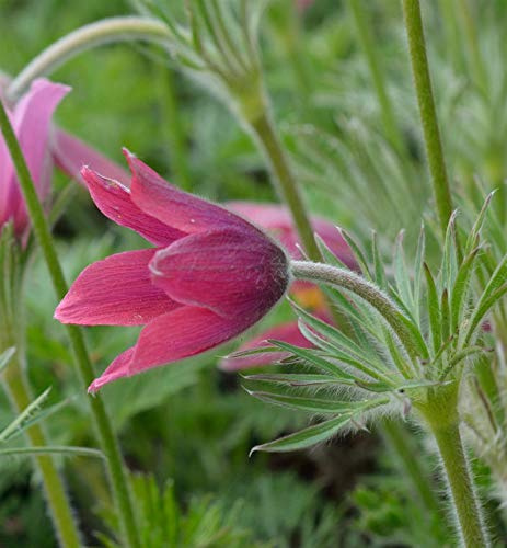 Küchenschelle Rote Glocke - Pulsatilla vulgaris - lebende Gartenpflanze aus den Baumschulen
