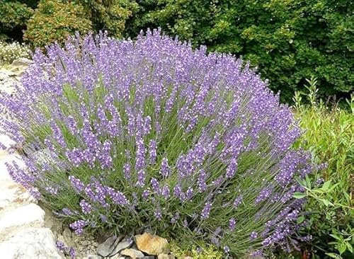 Pianta di Lavanda Lavandula profumo intenso fiore VIOLA in vaso 14 cm AMDGarden
