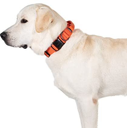 OneTigris Hunde Halsband mit Metallschnalle für Hunde (Orange, L)