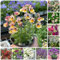 600 pcs Elfenspiegel samen - frühlingsblumen zimmerpflanzen wenig lichtbedarf bäume garten winterhart dekopflanzen bienenweide saatgut blumensamen geschenk deko wohnzimmer modern
