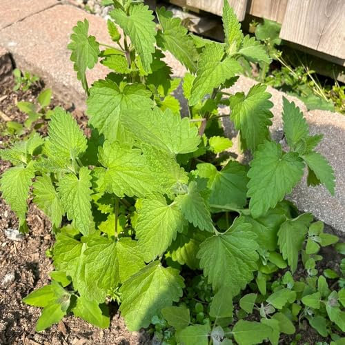 500 pcs katzenminze samen mehrjährig pflanzen für garten bodendecker pflanzen (Nepeta cataria) winterharte blumen mehrjährig balkon garten indoor kräutergarten zimmerpflanzen samen