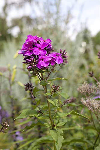 Phlox paniculata 'Starfire' ca. 11x11 cm Topf - Flammenblume, leuchtend rote Blüten, Blütezeit Juli-September, ideal für Rabatten, bienenfreundlich, pflegeleicht