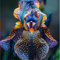 Iris zwiebeln,blumenzwiebeln Winterhart mehrjährig,iris-schwertlilie,Gartendekoration,sofort pflanzen,Schwertlilie rhizome winterhart.-4zwiebeln-D