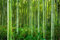 Muralo Selbstklebende Fototapete 180 x 120 Wald Natur Bambus Tapete Tropen Exotik Flora Sprossen Wohnzimmer Schlafzimmer Wandbilder XXL Wand Br. 180 cm x Hö. 120 cm