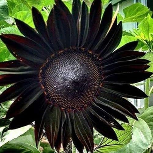 Ponak Neue 50pcs Sonnenblumen-Blumensamen Schwarz