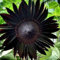 Ponak Neue 50pcs Sonnenblumen-Blumensamen Schwarz