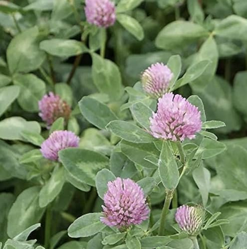 Red Clover Seed 500g Green Manure CSH