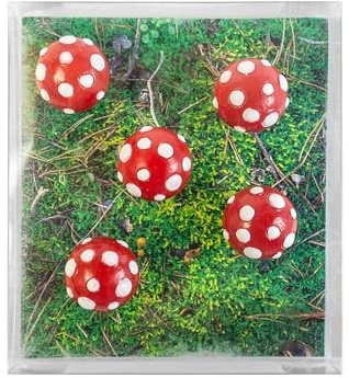 Kraftheld | 5er Set Deko-Magnete Mushroom | Pilz-Magnete, Pflanzen, Wald | bunt, dekorativ, farbenfroh | Kühlschrankmagnete in Form von Tieren | Magnet-Deko als Geschenk