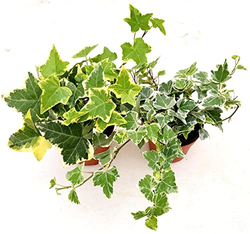 POWERS TO FLOWERS - EDERA VASO 9 VARIEGATA GIALLA e BIANCA, 2 PIANTE, VASO 9CM DIAMETRO, piante vere