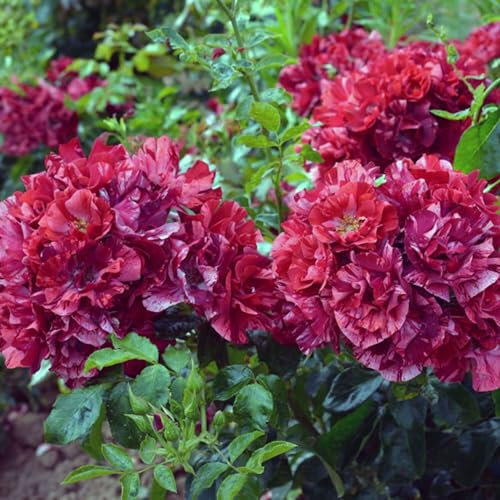 La Reine de la Nuit ® Strauchrose im großen XXL 7,5 Liter Topf