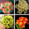 100 Stück Clivia Samen Günstige Clivia Blumen Mischung Farben Bonsai Balkon Blume für Hausgarten-bestes Geschenk für Kinder So Beautiful 10