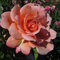 Scent from Heaven - 5.5lt Potted Climbing Garden Rose - Rose of The Year Winner 2017 - Strongly Scented Salmon Orange Flowers, Superb Health and Performance