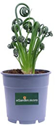 Pianta di Albuca Spiralis Pianta di Albuca Cavatappi pianta da interno pianta da appartameno pianta vera pianta ornamentlae piante grassa venduta da eGarden.store