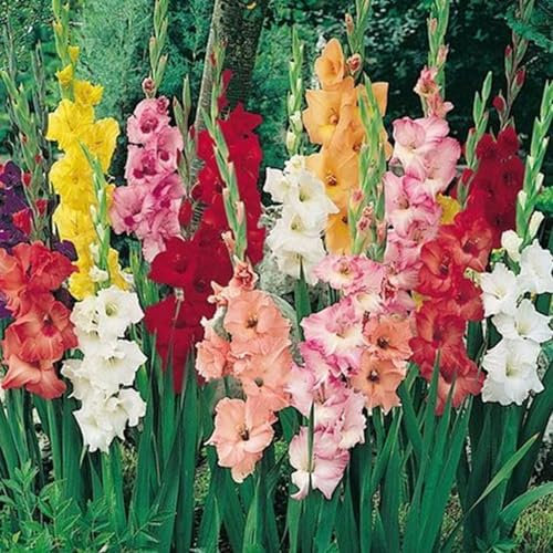 Perfekt FüR Schnittblumen,Groß,Seltene Pflanzen,Winterharte Zwiebeln,Gladiolenzwiebeln,Natürlich,Gartenblumen,Lebende Pflanzen-8 Zwiebeln-B