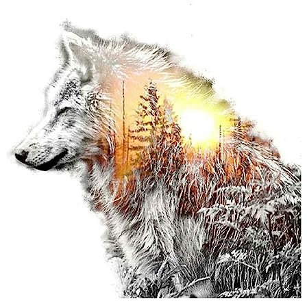 SHEGZHUC Diamond Painting Eckige Steine Wolf 40x40 cm Diamond Painting Wolf Square Diamond Painting Winterlandschaft Diamond Painting Quadrat Schnee Diamond Painting Eckige Steine Sonnenuntergang Wald