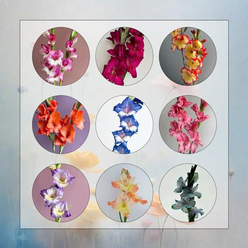 10 Pcs Gladiolen Zwiebeln Winterhart - Frische Blumen, Gartendeko Für Draußen Gladiolen Knollen, Blumen Zwiebeln, Minigarten Blühwiese Mehrjährig, Geschenk Garten Winterharte Pflanzen