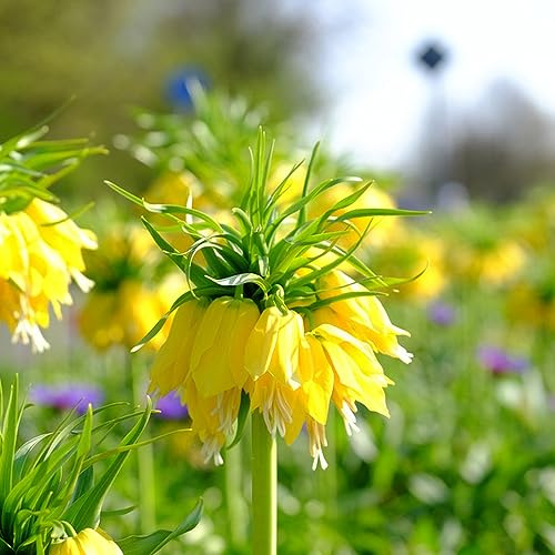 kaiserkronenknollen - fritillaria balkon züchten gartenblumen kaiserkrone nachhaltige geschenke herbstpflanzen winterhart blühend blumenwiese blumenzwiebel winterharte kübelpflanzen 4zwiebeln