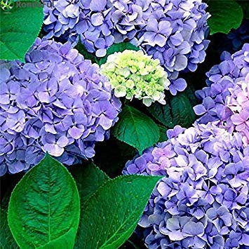VISTARIC Hydrangea Blumensamen, Topf Bonsai Balkon Hortensie 24 Farben aus, die gesamte Palette von 20 Samen/pack zu wählen