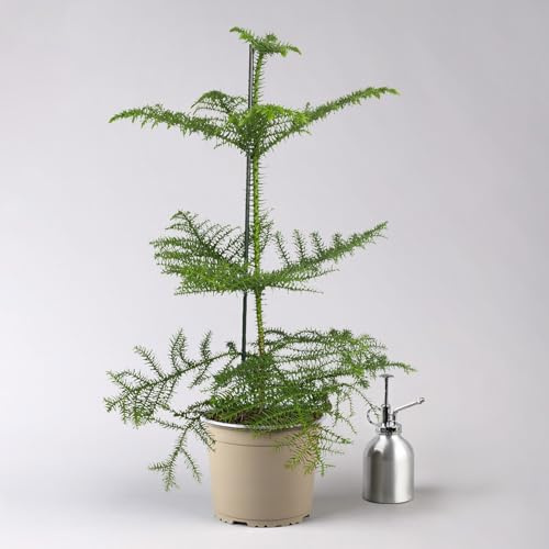 Zimmertanne, Topf-Ø 17 cm, Höhe ca. 60 cm