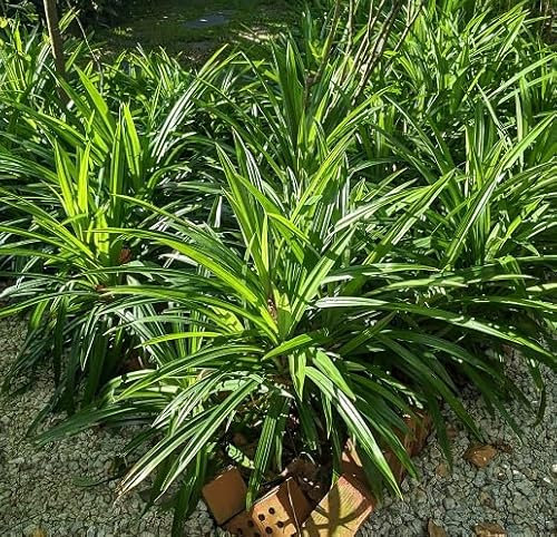 Nuevas semillas frescas de flor de adelfa roja (70 piezas)