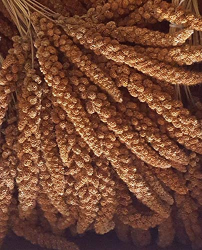 Eurital Kolbenhirse rot 1 kg für Wellensittiche, Kanarien und Hühner | Ganze Hirsekolben in Rot – 1-kg-Beutel zum Kennenlernen
