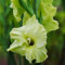 gladiolen zwiebeln winterhart mehrjährig - seltene pflanzen - 10 pcs grün Gladiolus blumenzwiebeln balkonpflanzen, frühjahrsblüher blumenzwiebel, winterharte kübelpflanzen geschenke