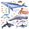166 Wandtattoo Tiere der Meere - Blauwal, Hai, Delfin, Orca Größe 750 x 420 mm