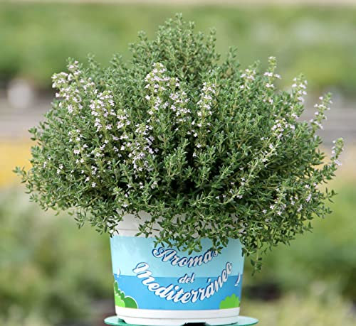 Tomillo Salsero, Tremoncillo, Timo o Senserina Condimento en la Cocina y Hierba Medicinal