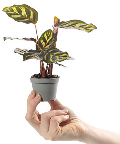 Mini Calathea Makoyana Calathea Peacock Petite Plante Tropicale d'intérieur Pot 6 cm