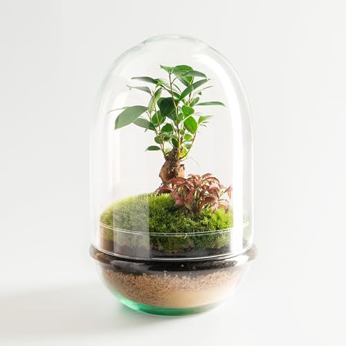 Terrario Piante di Cristallo | Ciotola con Ficus Ginseng e Fitonia | Giardino Eterno | Omotesando | Piante Naturali | Ecosistema Naturale | Giardino in una Ciotola | Annaffiare una volta all'anno |