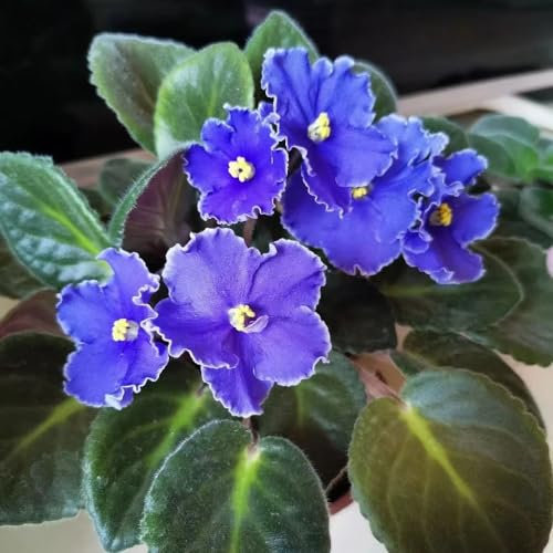50 Pcs Usambaraveilchen Pflanze Kaufen Samen, Bodendecker Winterhart Mehrjährig, Blumen Samen Violet, Violette - Matthiola Incana - Geschenke Für Gärtner, Herbstblumen Winterhart Garten