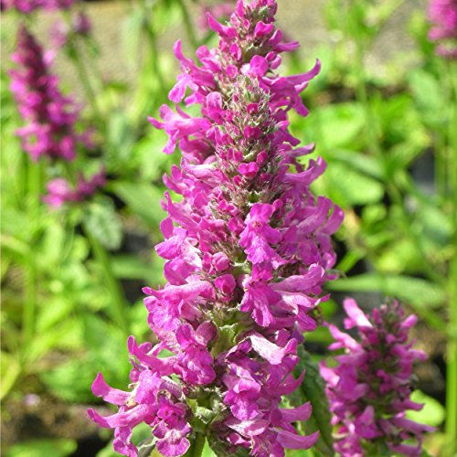 Blumixx Stauden Stachys monnieri 'Hummelo' - Zottiger-Ziest, im 0,5 Liter Topf, tief-rosa blühend