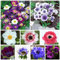 Winterharte, qualitativ hochwertige gemischte Blumenzwiebeln, pflegeleicht, schnellblühend, lange Blütezeit, schöne Dekoration für drinnen und draußen-5 anemonen zwiebeln mix