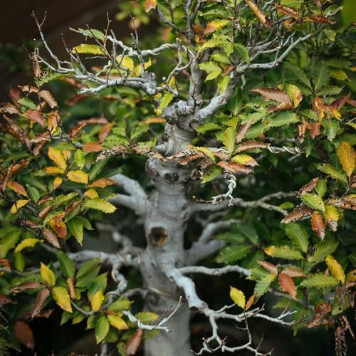 rotbuche heckenpflanzen samen pflanzen samen, bäume pflanzen rotbuche baum samen topfpflanzen draußen winterhart baumsamen, bonsai samen indoor exotische pflanzen winterhart 55pcs