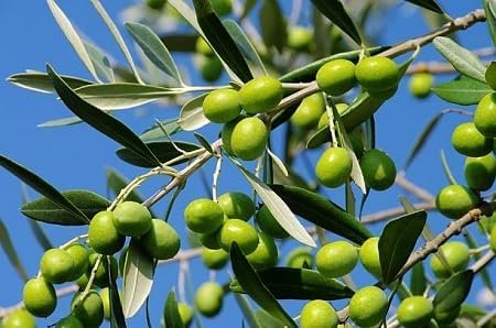 Olive Tree Seeds 5pcs Green