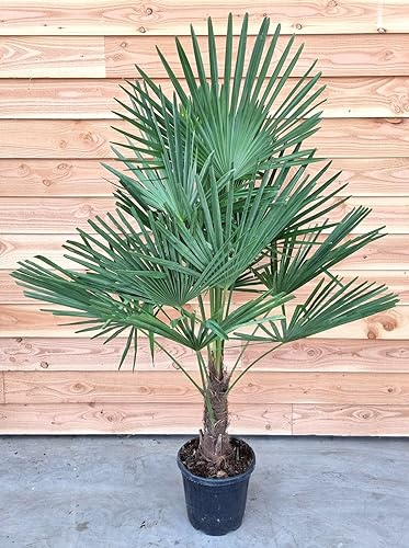 Chinesische Hanfpalme 180-220 cm Trachycarpus fortunei