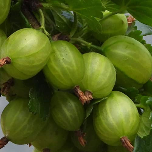Weiße Stachelbeere Invicta 1L Garten Pflanze mit Schönen Blüten - Die Perfekte Dekoration für Ihr Grundstück - Für Anfänger und Professionelle Gärtner - Leckeres und Gesundes Obst