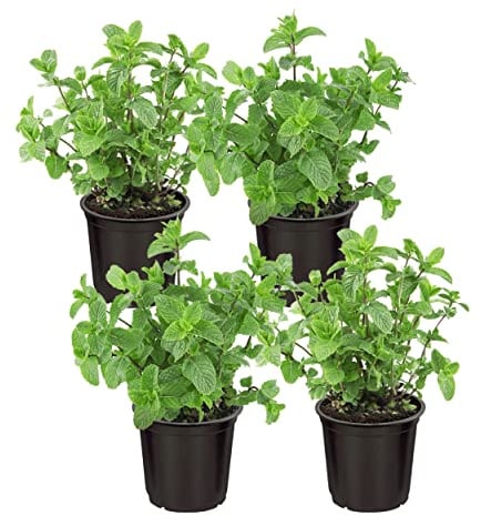 Live Aromatic and Edible Herb - Mint (4 Per Pack), Naturally Improves Breathing and Air Quality, 8 Tall by 4 Wide
