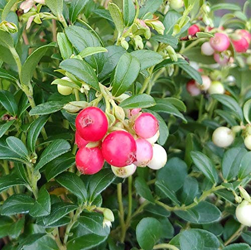 Preiselbeere `Fireballs´, Vaccinum vitis-idaea, im 2LTopf