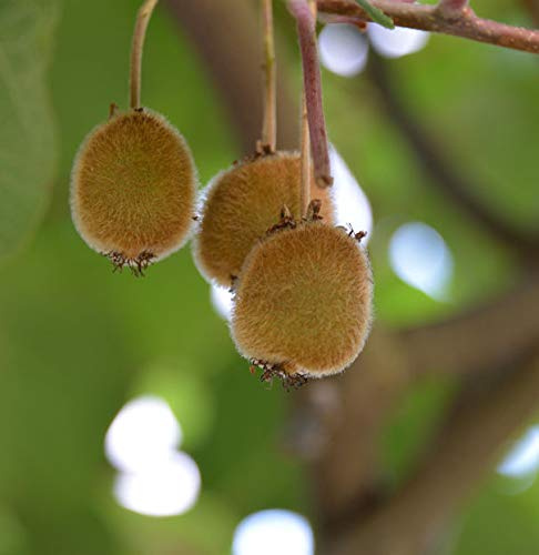 Selbstfruchtende Kiwi Jenny 125-150cm - Actinidia chinensis - lebende Gartenpflanze aus den Baumschulen