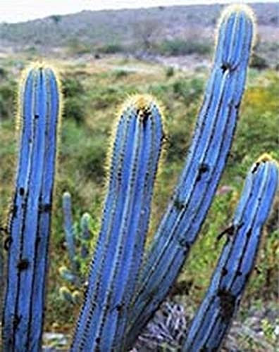 Aamish Planta de cactus de cielo azul de 5 piezas