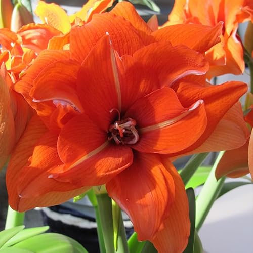 Amaryllis XL Celica® | 1 Stück | Zwiebelgröße 34/36 | Ritterstern | Orange | Zimmerpflanze | Schnittblume