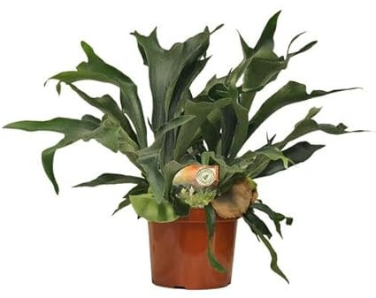 Felce di corna – Platycerium Bifurcatum – Pianta d'appartamento – Ø 26 cm – 80 cm