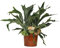 Felce di corna – Platycerium Bifurcatum – Pianta d'appartamento – Ø 26 cm – 80 cm