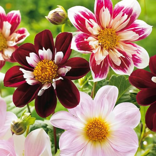 3 Dahlienknollen 'Favourite Ballet' - Extra-Großpackung - Zarte Sommerblumen für Garten, Töpfe & Balkon - Gartenfertige Blumenzwiebeln