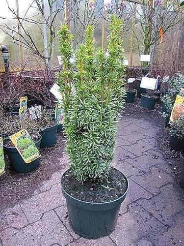 Eibe David - Taxus baccata David 40-50cm