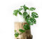 Semi di Monstera Variegata 25 Bonsai Piante verdi Piante da interno Semi di Monstera Purificazione dell'aria Piante da interno Piante da balcone Semi di bonsai Regalo Giardino