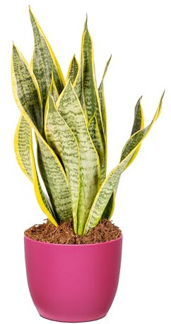 Bonplants Sansevieria Futura Superba, Pianta Vera, Lingua di Suocera Purifica Aria (Vaso Fucsia)