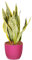 Bonplants Sansevieria Futura Superba, Pianta Vera, Lingua di Suocera Purifica Aria (Vaso Fucsia)